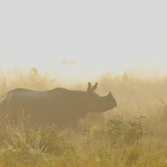 A greater one horned rhino in the morning light