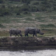 Two rhinos walk along the edge of the water