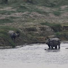 Two rhinos explore the water's edge