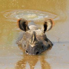 A greater one horned rhino swimming