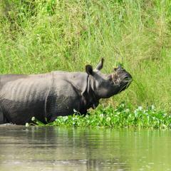 A rhino at the waters edge with a small aquatic plant on their horn