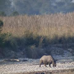 A greater one-horned rhino browsing in the distance