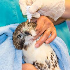 Eye drops are being administered to the juvenile red-tailed hawk