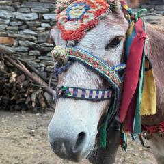 A mule with a colorful halter.