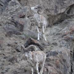 Two Argali sheep on mountain