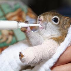 Red squirrel is being held with gauze. Its front limb is bandaged. It is being given a fluid by syringe which the squirrel is holding with its other front limb.