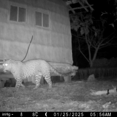 A leopard outside a building.