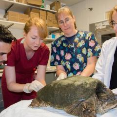 Snapping turtle on an exam table with 3 individuals observing Dr. Parker.