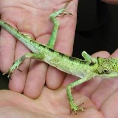 Hands holding a small green lizard.