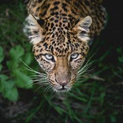 Leopard standing in green vegetation and peering up at camera.