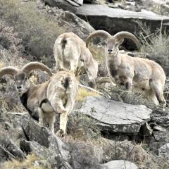 Sheep standing on a rocky mountain side