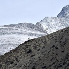 Mountains with a goat in the distance.