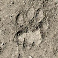 A big cats paw print in the dirt.