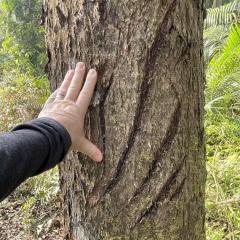 A persons hand beside five large gashes in a trees bark. 