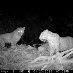Two leopards at night.