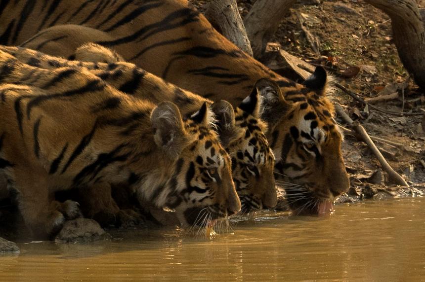 Tiger with Cubs