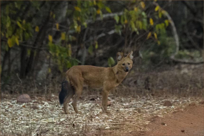 Asian wild dog standing in the wild.