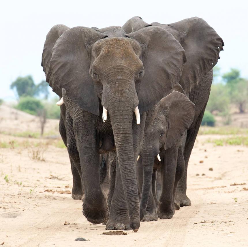 Elephant and baby in the wild