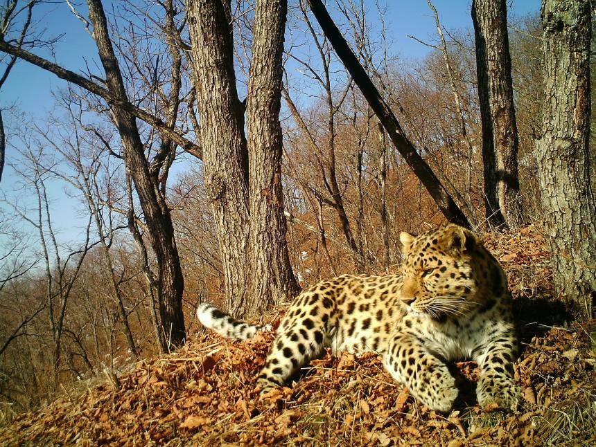 Leopard lying on a hill around fallen leaves in autumn