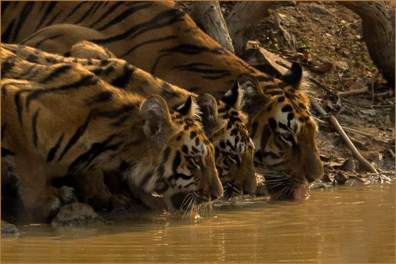 Tigers drinking from river.