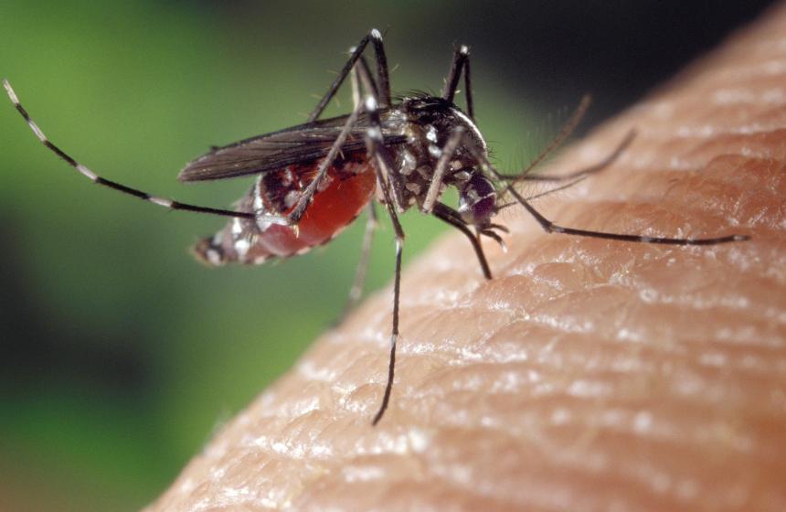 Mosquito biting a person
