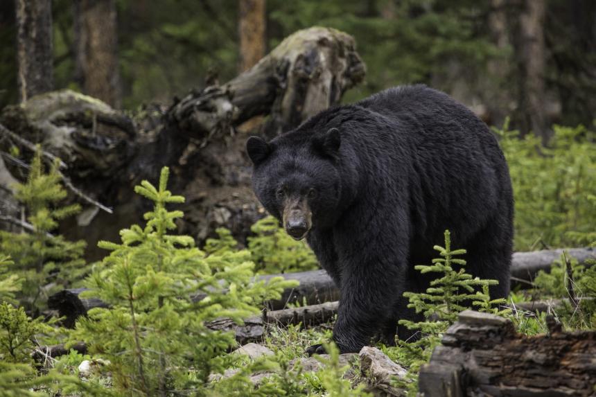 Black bear walking through coniferous forest