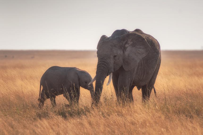 Adult and baby elephant standing in grasslands