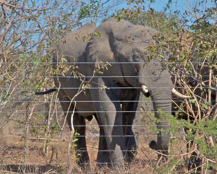 Elephant standing behind a wirefence