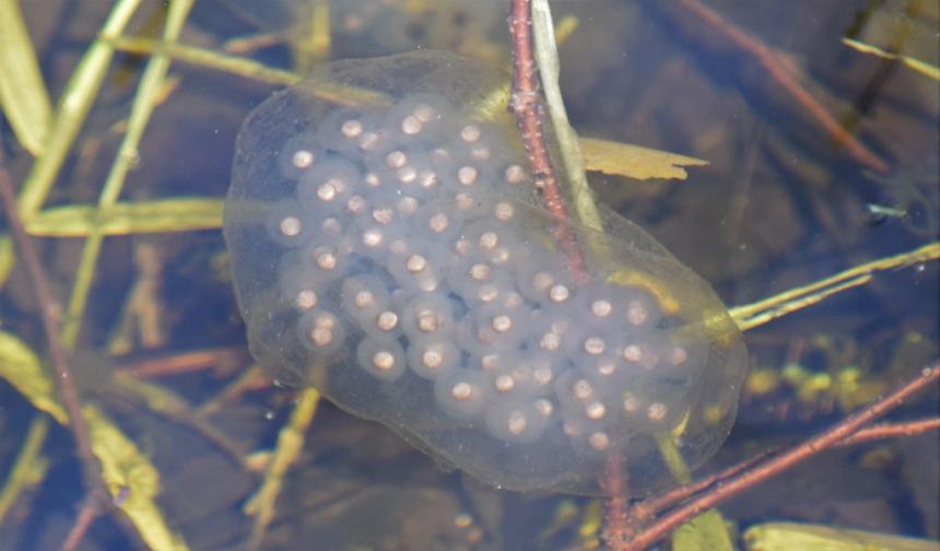 Spotted Salamandar Embryo