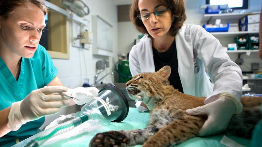 Examining a Bobcat