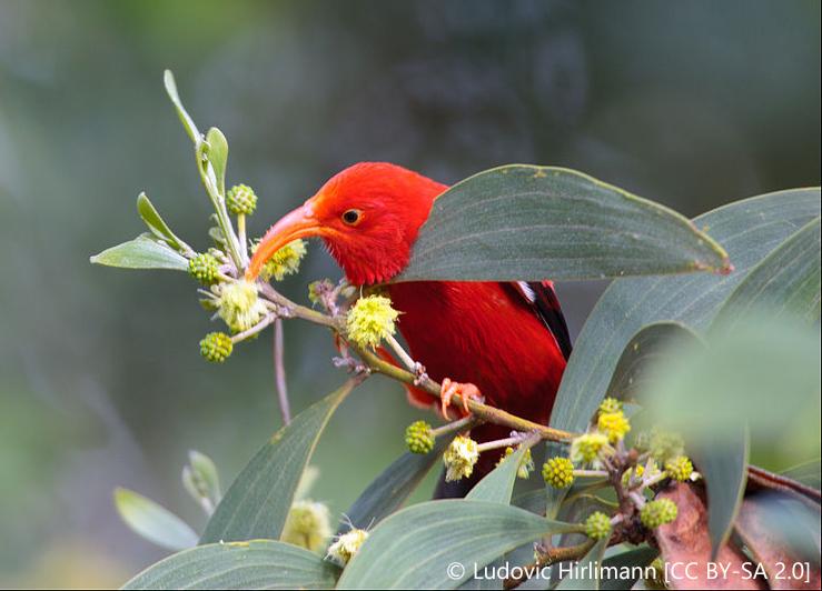 Vestiaria coccinea show sitting on a plant in Hawaii