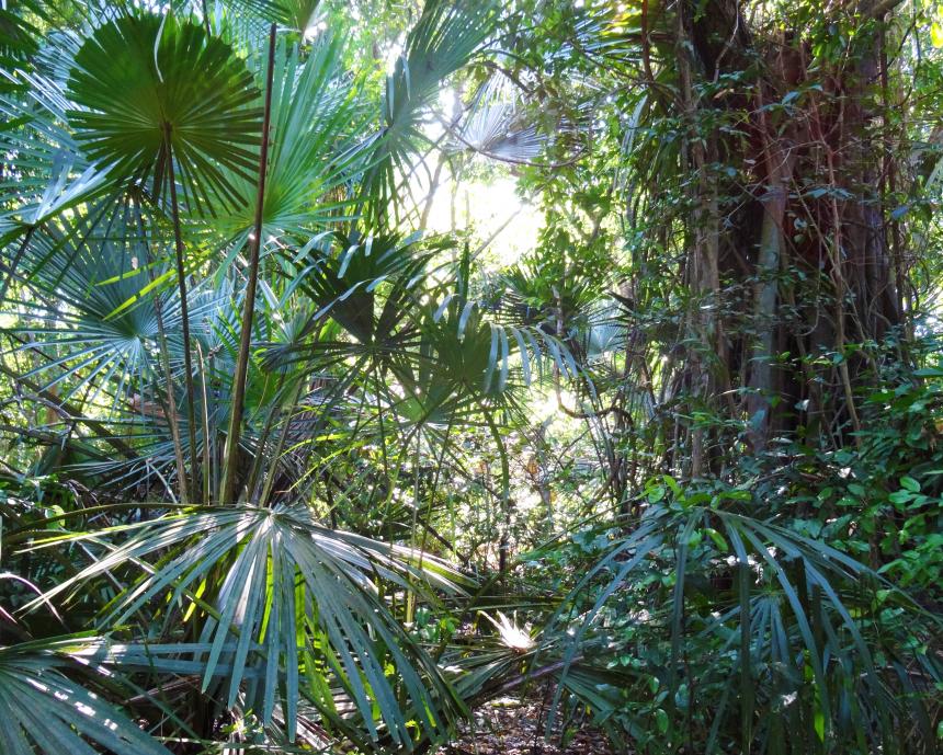 Indonesian jungle