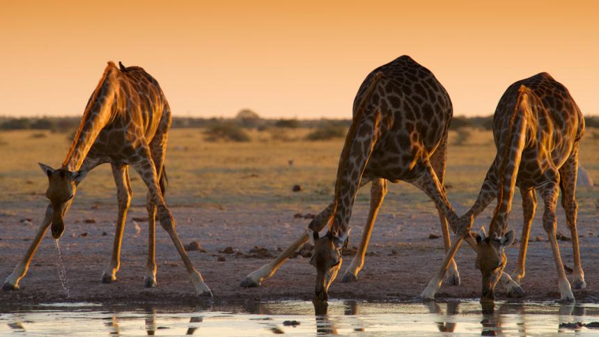 Three giraffes drinking from a river