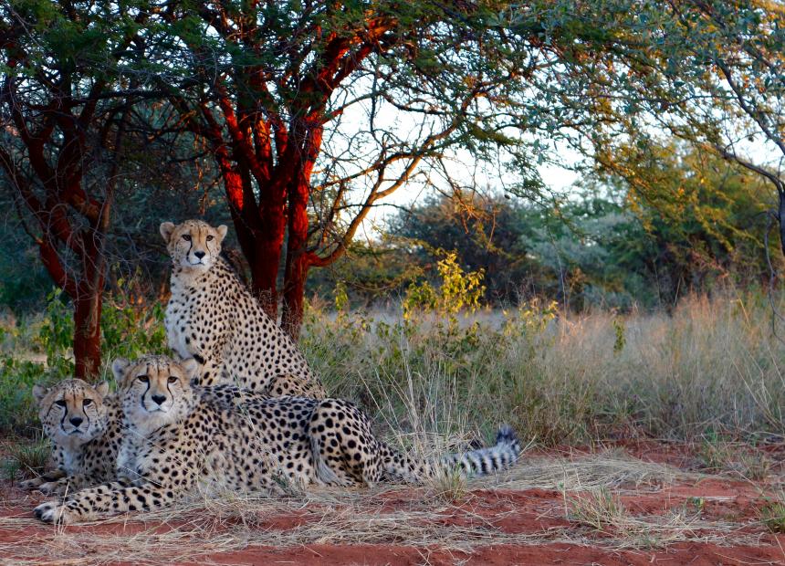 Cheetah in the wild