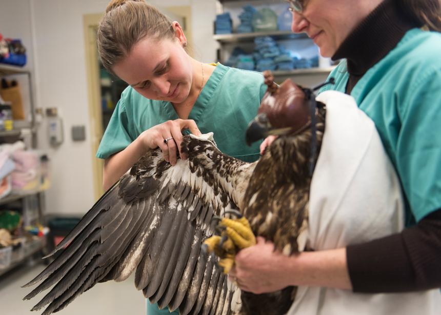 Bald Eagle treated by veterinarians