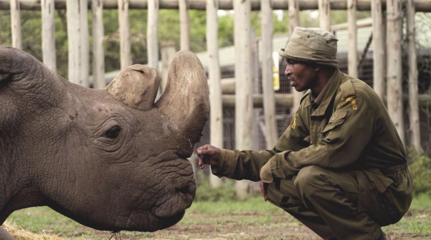 Northern White Rhino