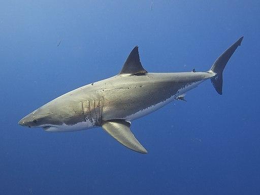 Great white shark