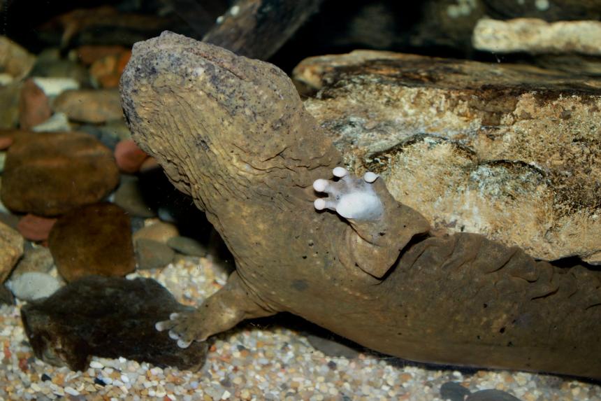 Hellbender Cryptobranchus