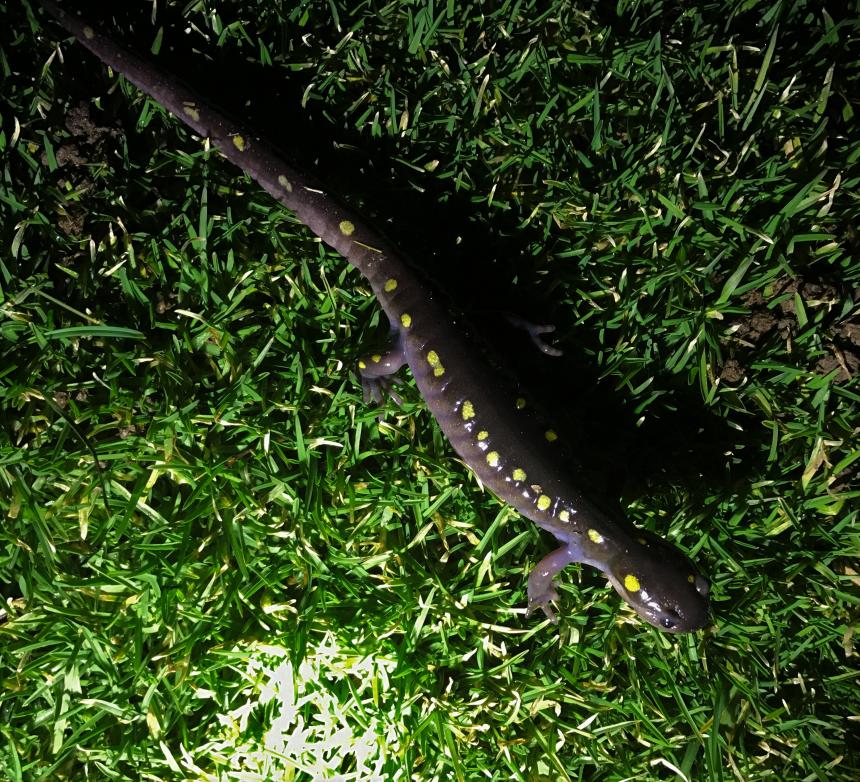 Spotted Salamandar