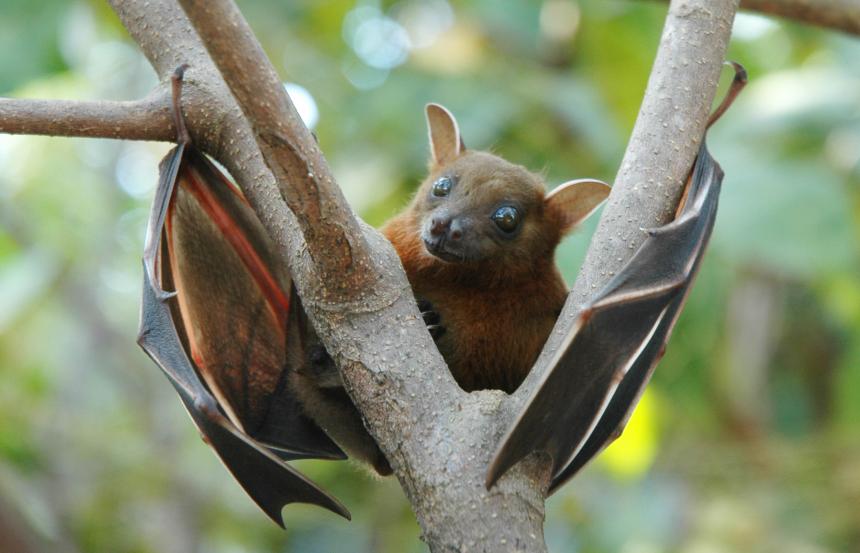 Lesser short-nosed fruit bat
