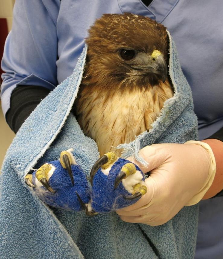 Red-tailed Hawk treated for lead