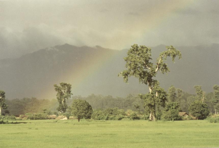 Green rice fields in Thakurdwara