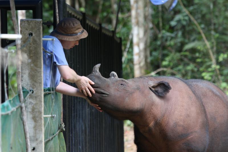 Robin with a rhino