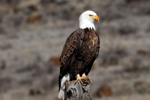 Bald Eagle perched