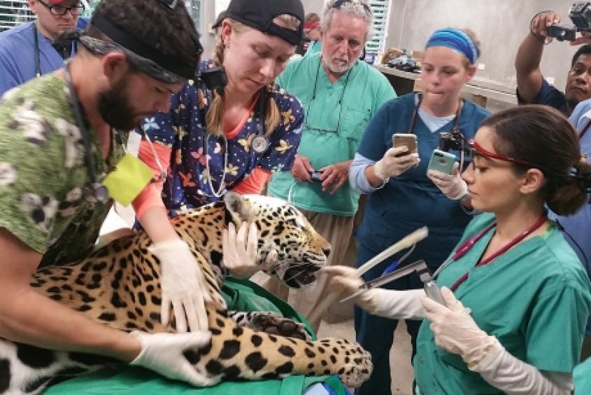 Students helping treat leopard