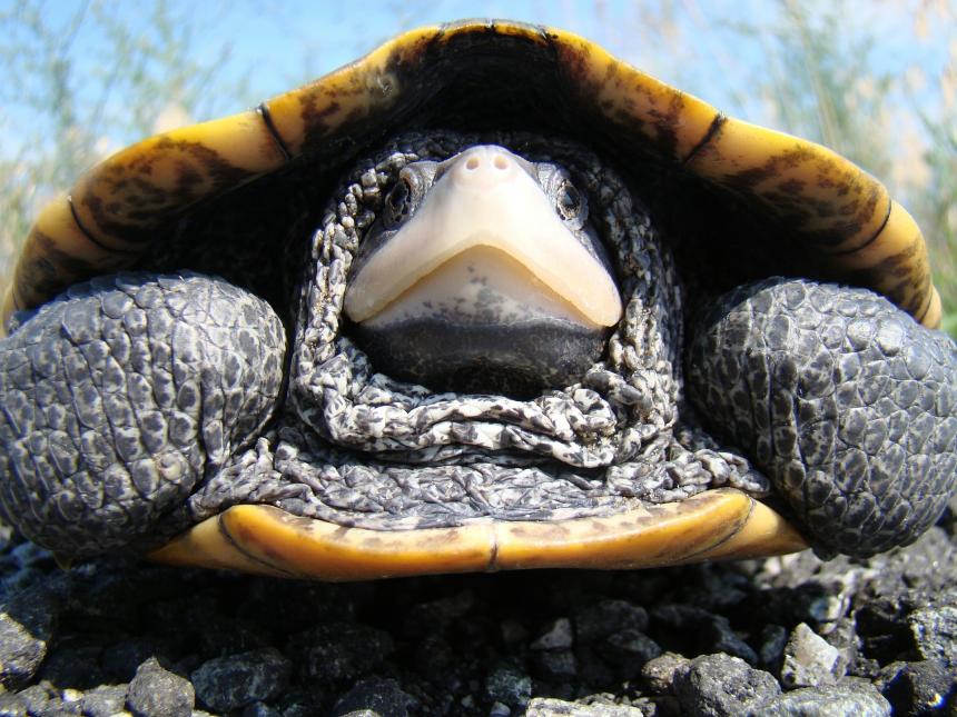 Diamondback Terrapin