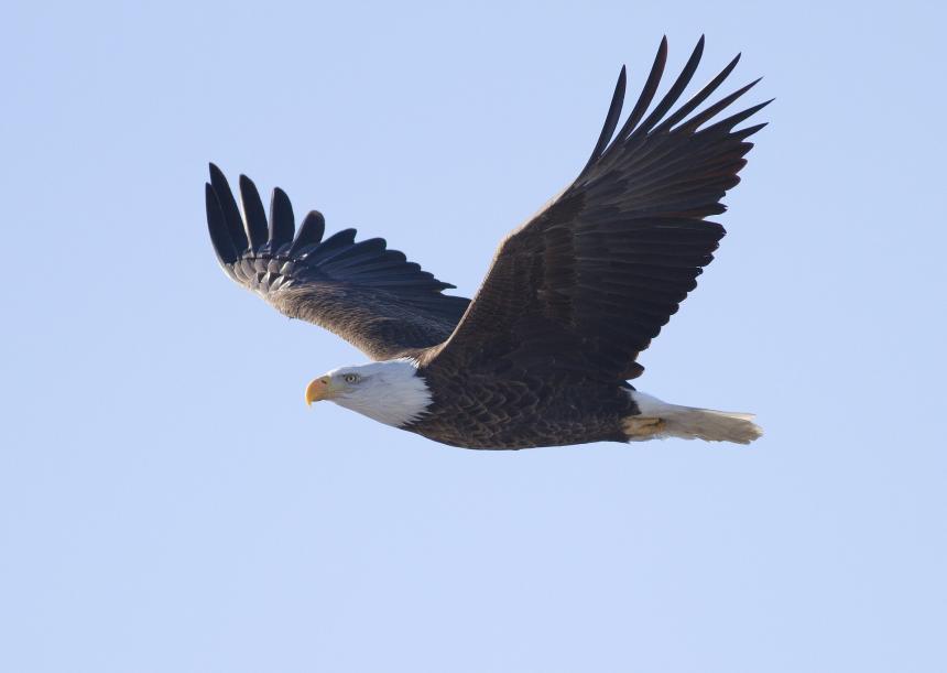 Bald Eagle in flight