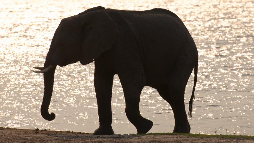 Elephant near water