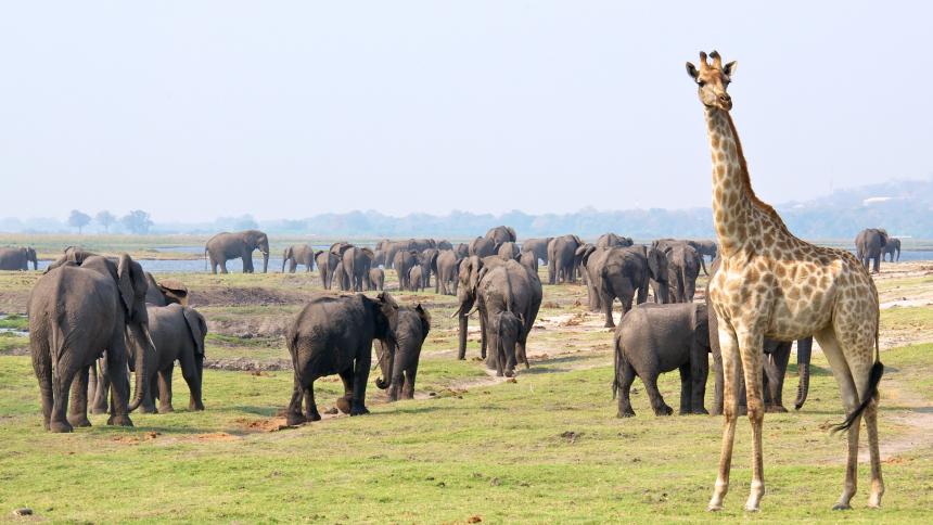 elephants and giraffe