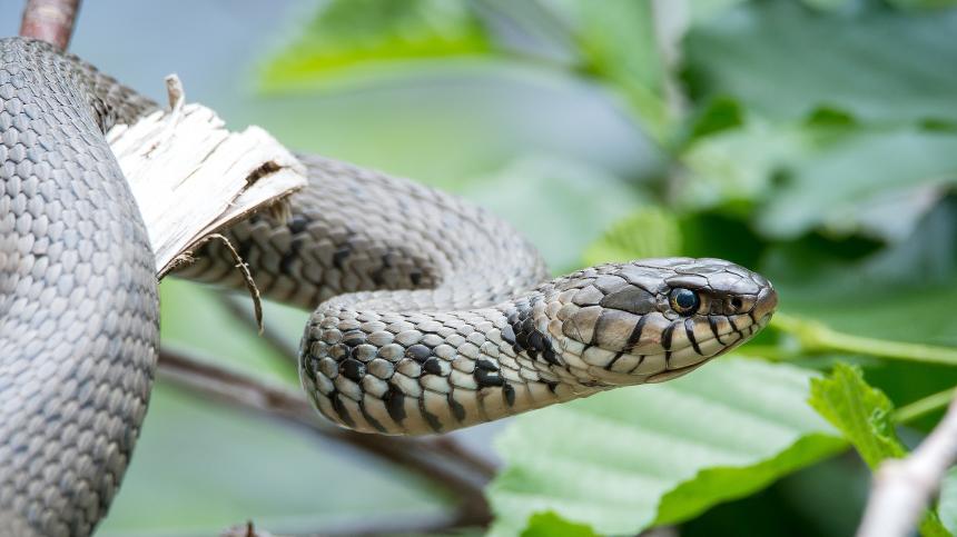 Grass snake